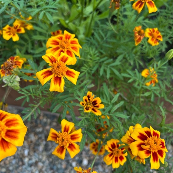 Vibrant Orange Marigold Seeds Mix - Picture 5 of 6
